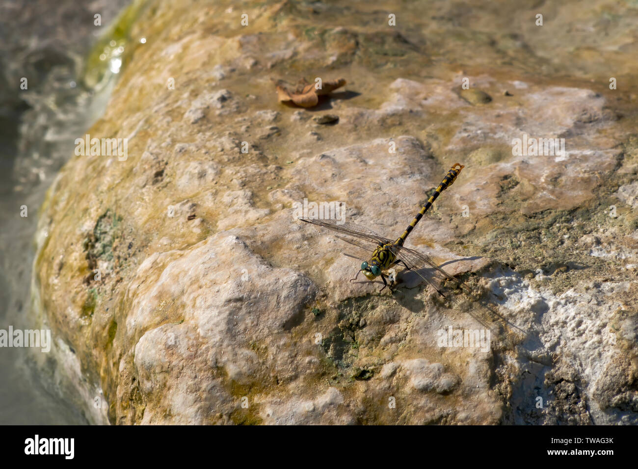 In prossimità di piccole pincertail o verde-eyed hook-tailed dragonfly, Onychogomphus forcipatus, nella luce del sole sulla roccia. Il giallo e il corpo nero, occhi turchese Foto Stock