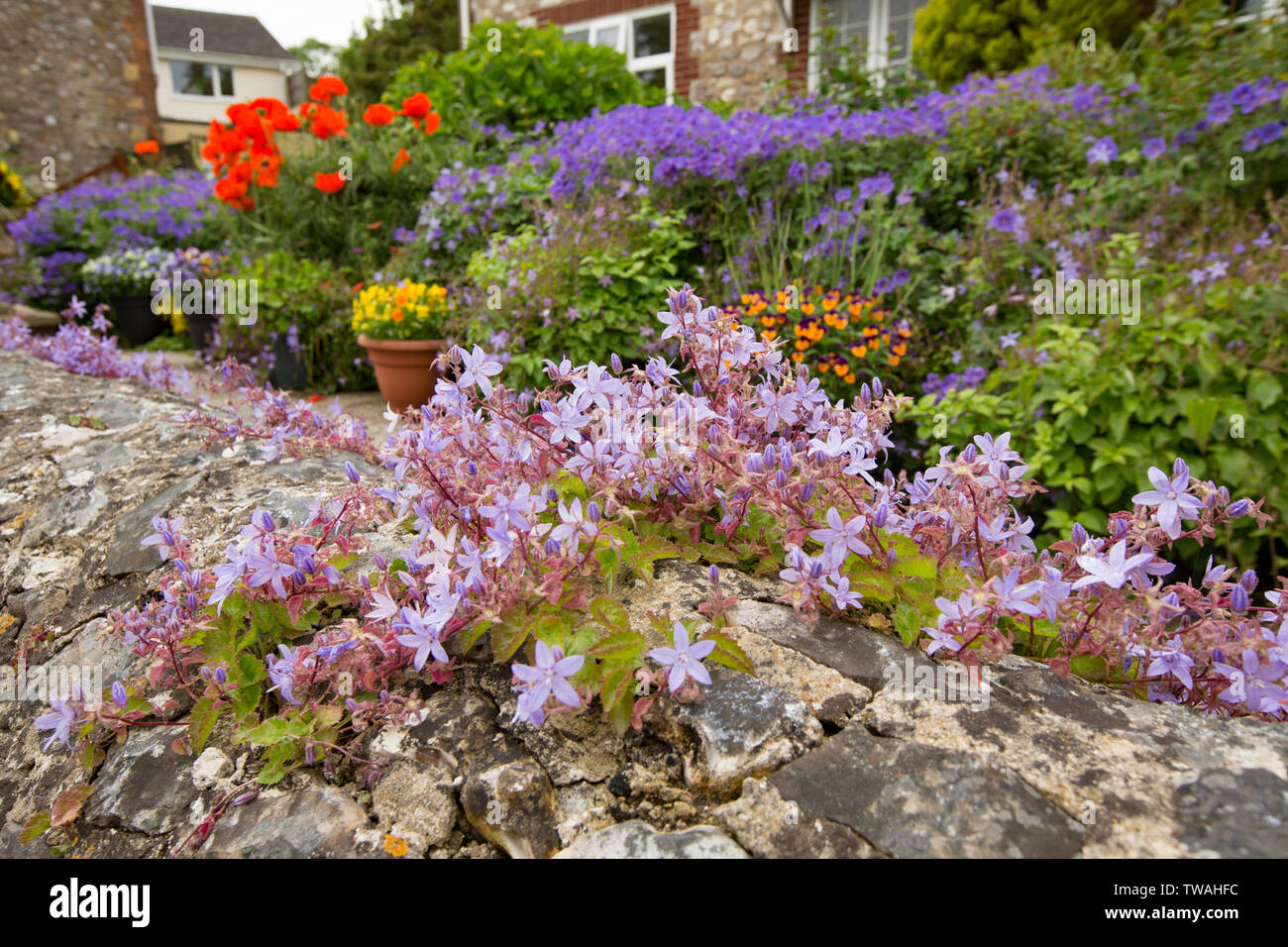 Fiori che crescono nei giardini delle case del borgo di Thorncombe nel Dorset England Regno Unito GB Foto Stock