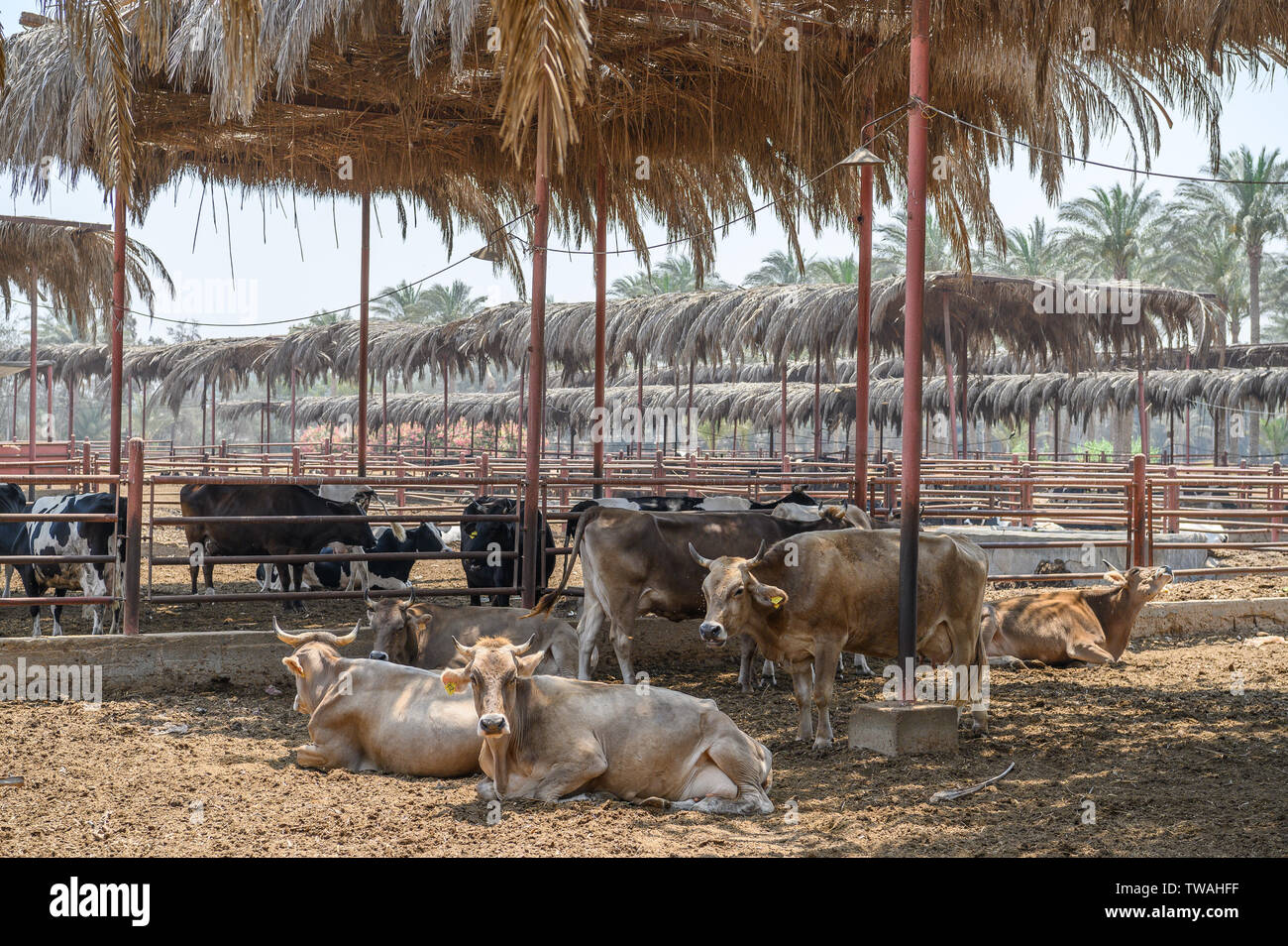 Bovini su Sekem fattoria, campo Markaz Belbes, Egitto Foto Stock