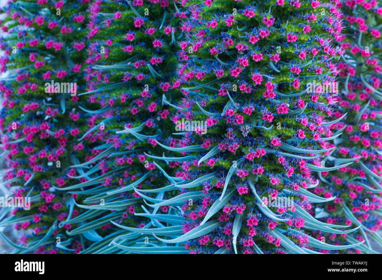 Tenerife bugloss o il Monte Teide bugloss, Parco Nazionale di Teide Tenerife, Isole canarie, Spagna, Europa Foto Stock