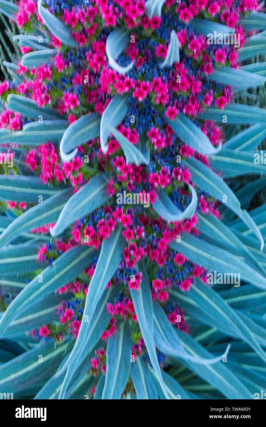 Tenerife bugloss o il Monte Teide bugloss, Parco Nazionale di Teide Tenerife, Isole canarie, Spagna, Europa Foto Stock