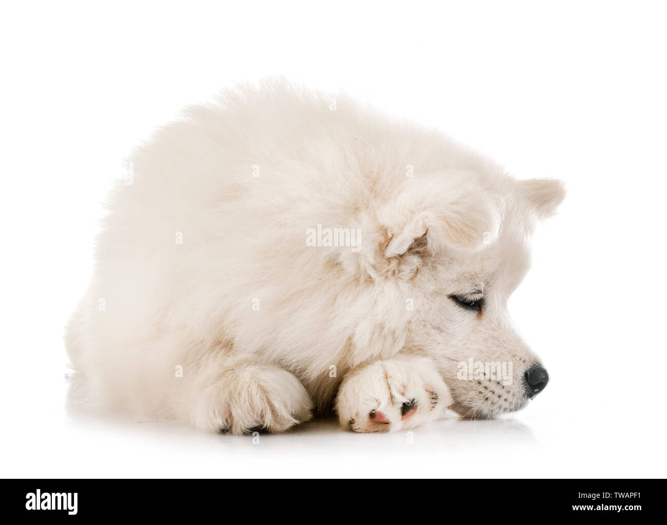 Cucciolo di cane samoiedo davanti a uno sfondo bianco Foto Stock