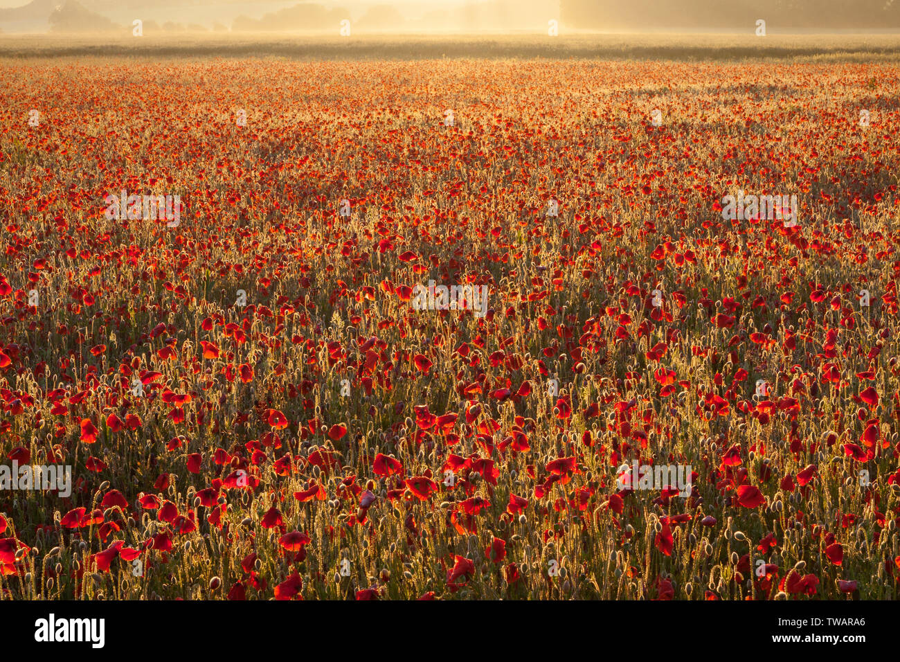 Meteo REGNO UNITO: Sunrise su un campo di papaveri su un luminoso giugno mattina. Vicino Messingham, North Lincolnshire, Regno Unito. Il 16 giugno 2019. Foto Stock