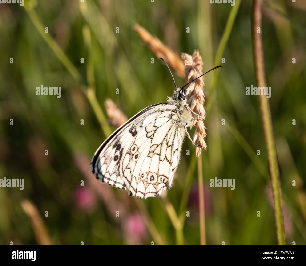 Un Bianco Marmo butterfly su erba di frumento noto anche come Melanargia galathea Foto Stock
