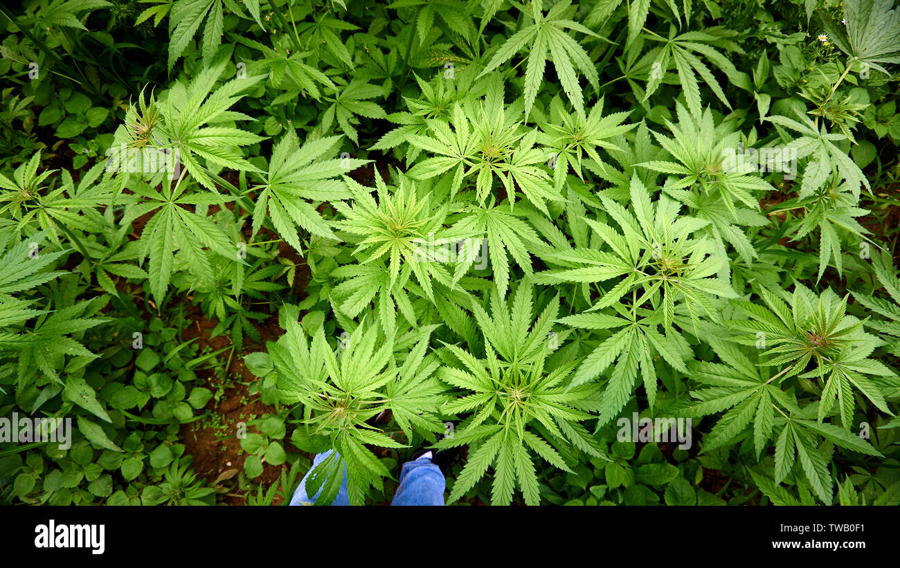 Campo di canapa in estate Foto Stock