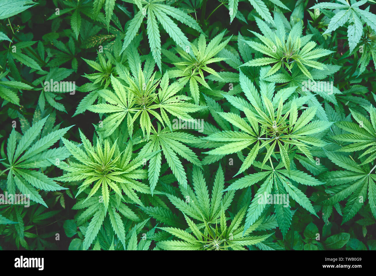 Campo di canapa in estate Foto Stock