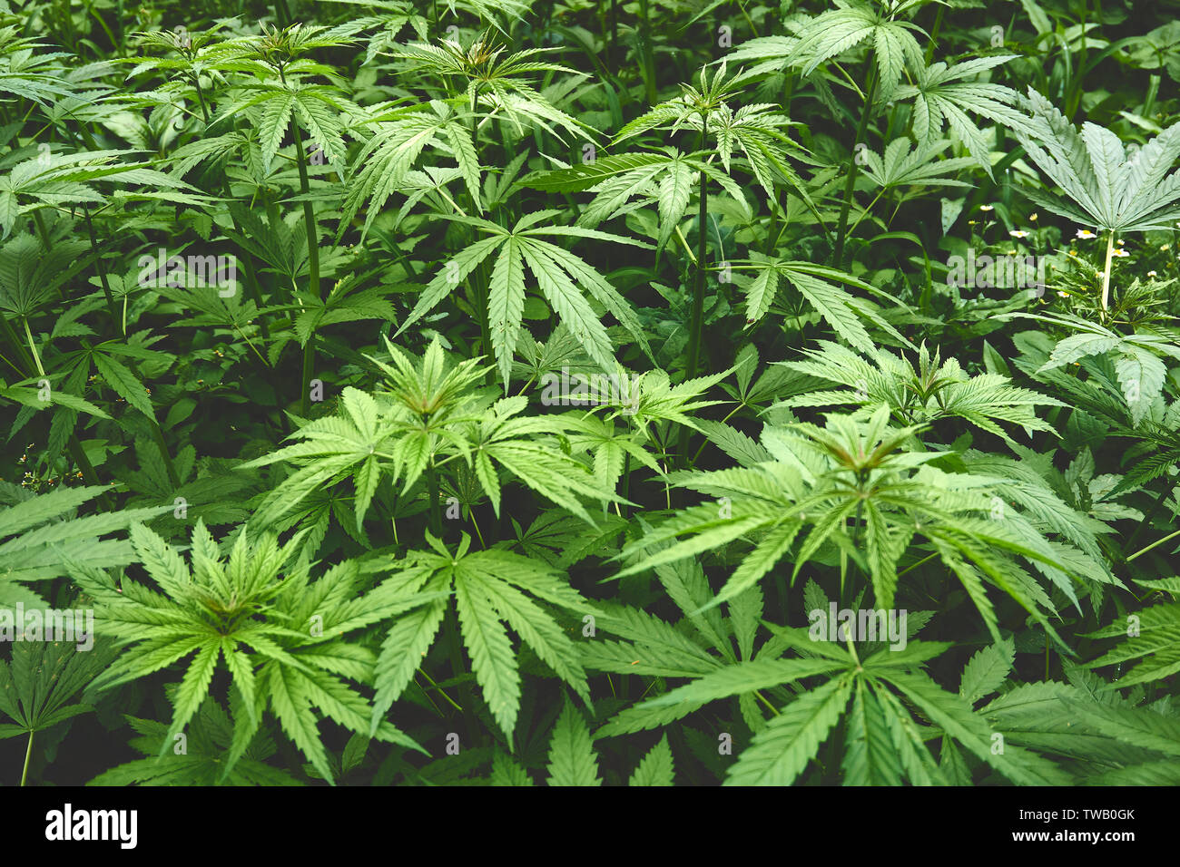 Campo di canapa in estate Foto Stock