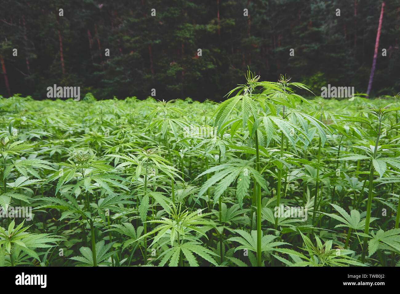 Campo di canapa in estate Foto Stock