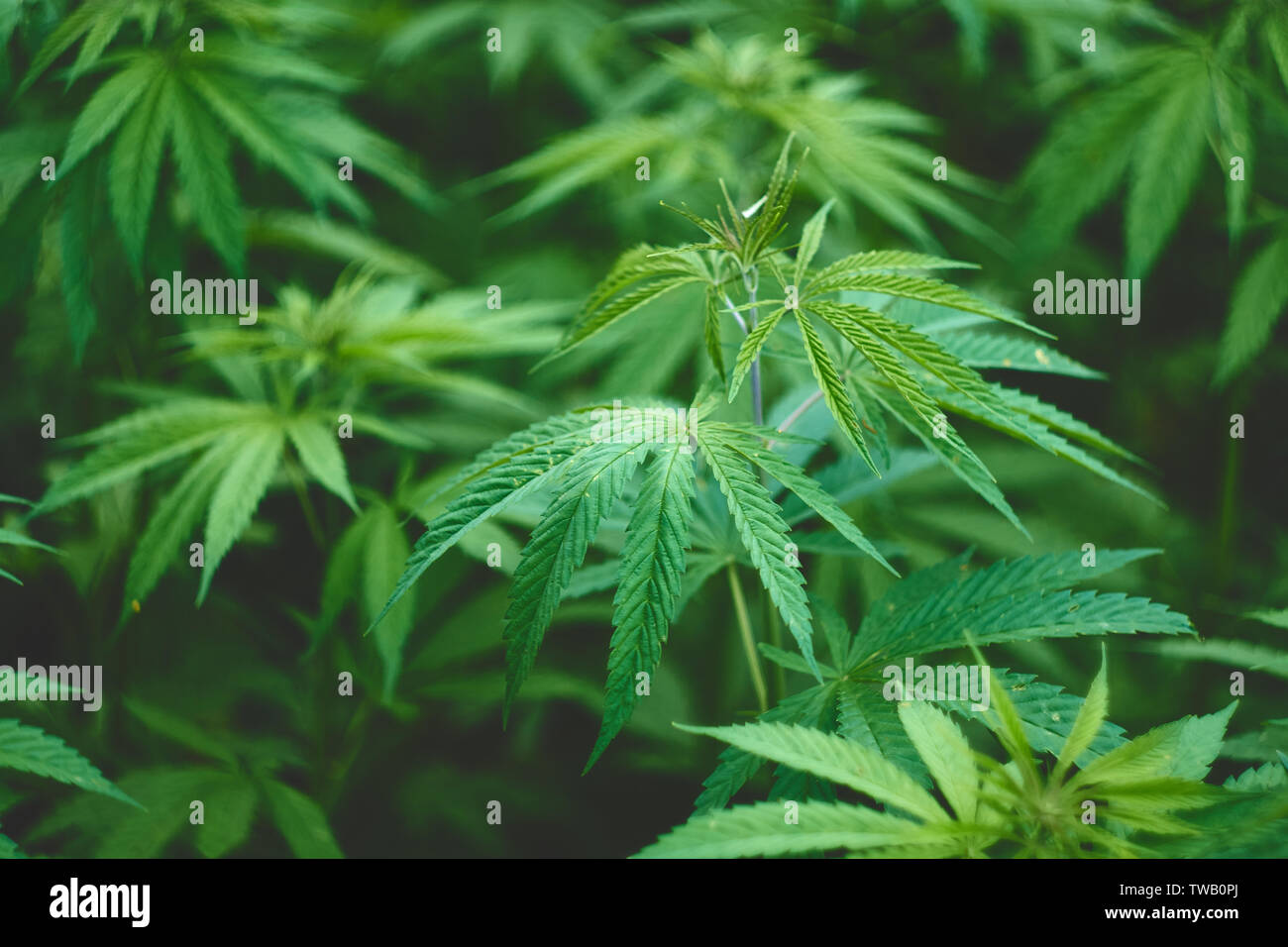 Campo di canapa in estate Foto Stock