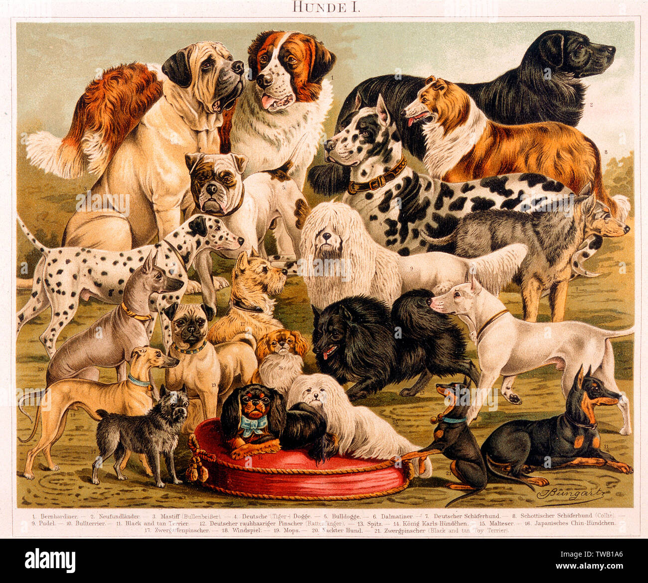 RAZZE DI CANI ASSORTITE Foto Stock