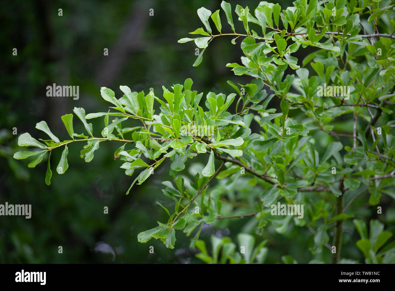Un acqua quercia (Quercus nigra) ramo con foglie verdi in un ambiente di acquitrini Foto Stock
