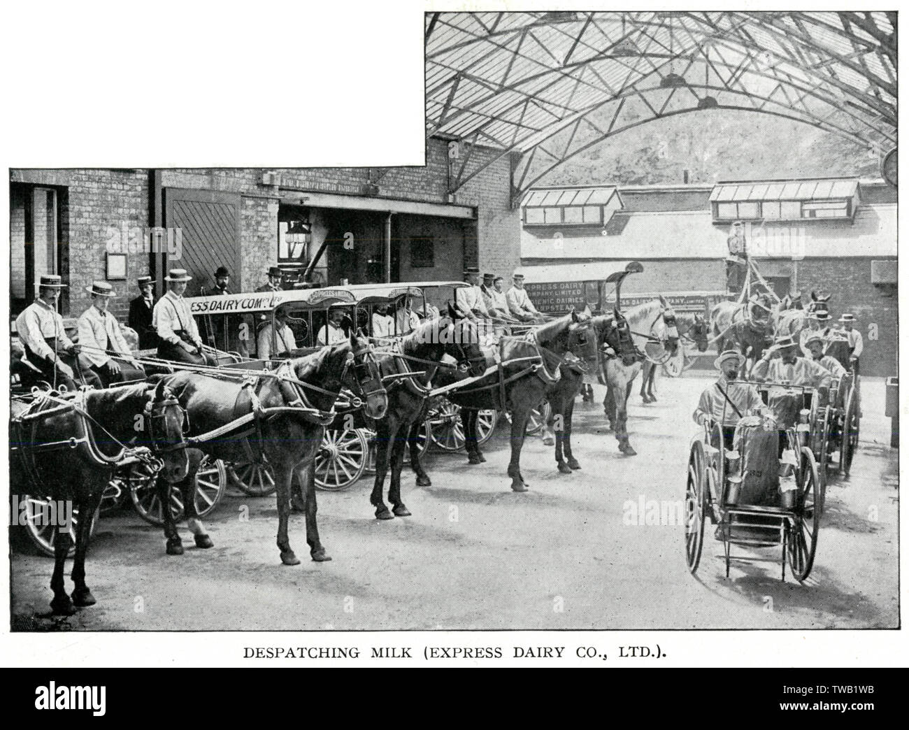 Cortile presso l'Express Dairy, nelle prime ore del mattino il latte-gli uomini sono il cavallo e il trasporto pronti a iniziare la loro giornata. 1902 Foto Stock