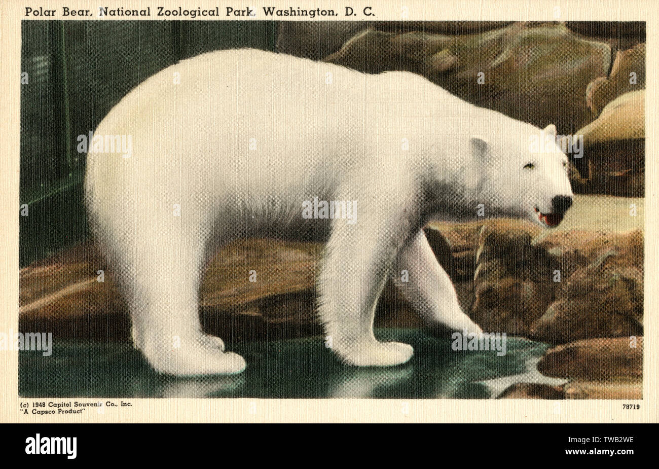 Orso polare al Parco Zoologico Nazionale - Washington D.C. Foto Stock