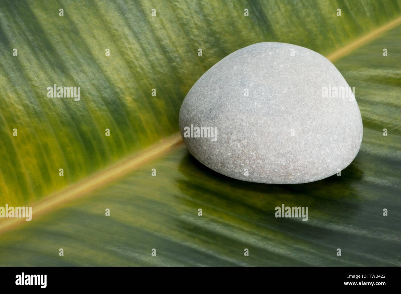 La pietra grigia su ficus foglie sfondo Foto Stock