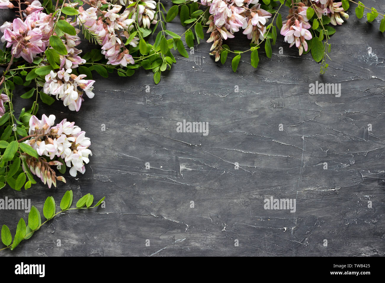 Fiori di Acacia con foglie telaio Foto Stock