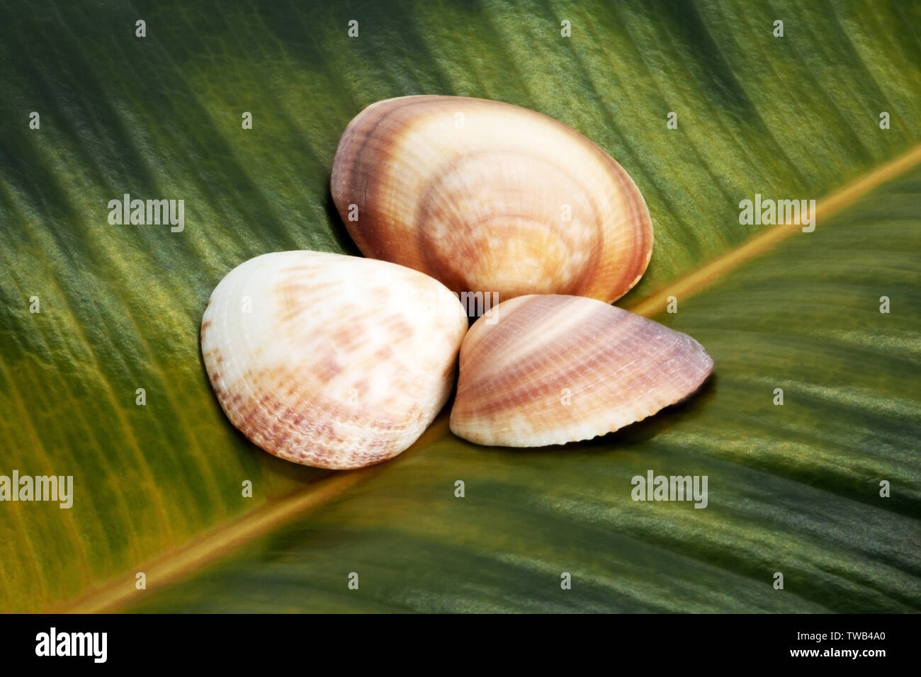 Seashells su uno sfondo di Ficus Foglie Foto Stock
