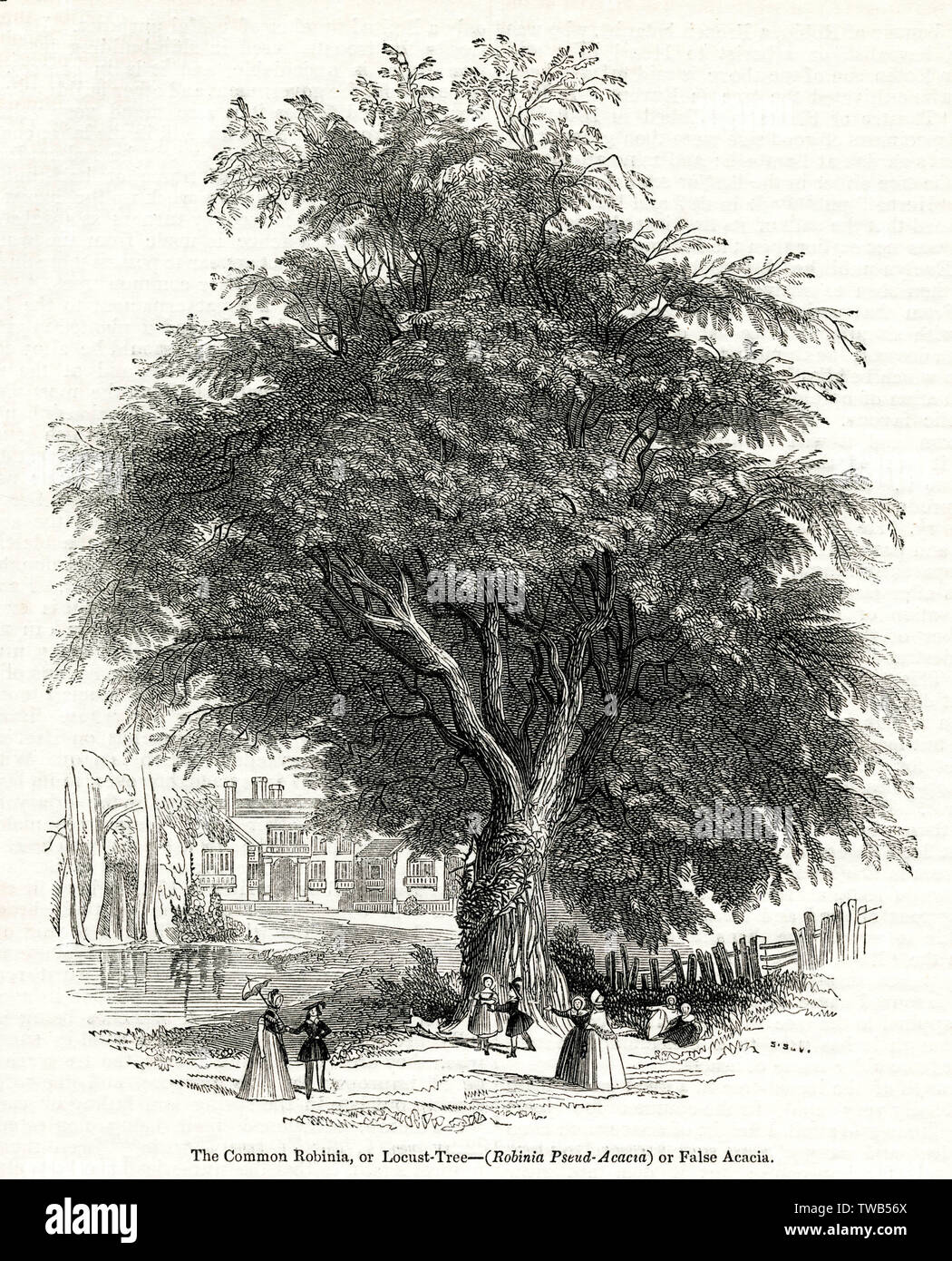 Acacia albero, Robinia comune o Locust albero Foto Stock