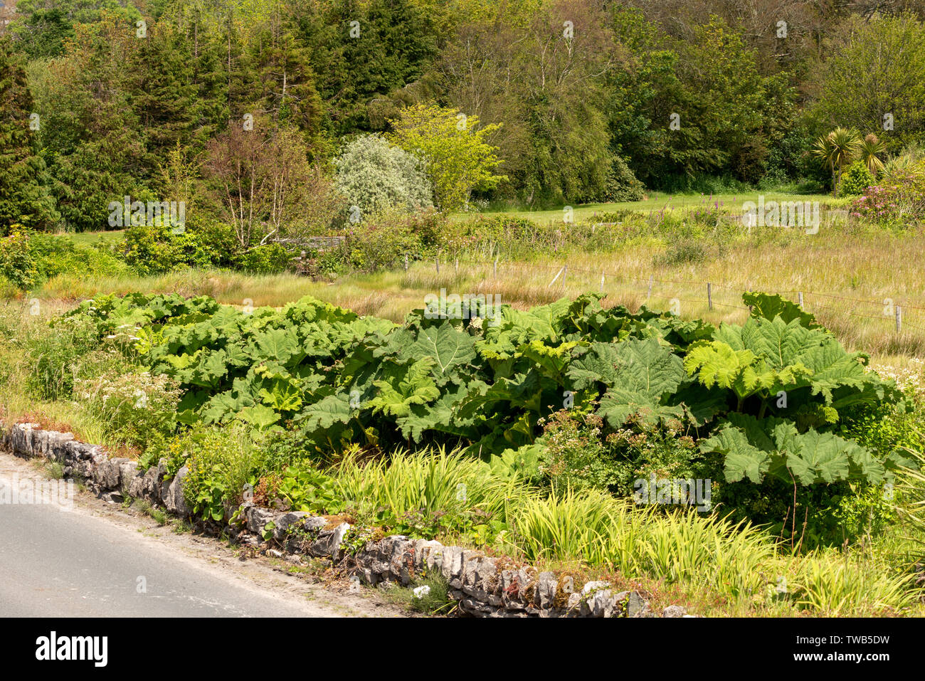Rhibarbaro gigante o Gunnera Tinctoria come una pianta aliena invasiva che cresce su strada vicino Kenmare, County Kerry, Irlanda. Foto Stock