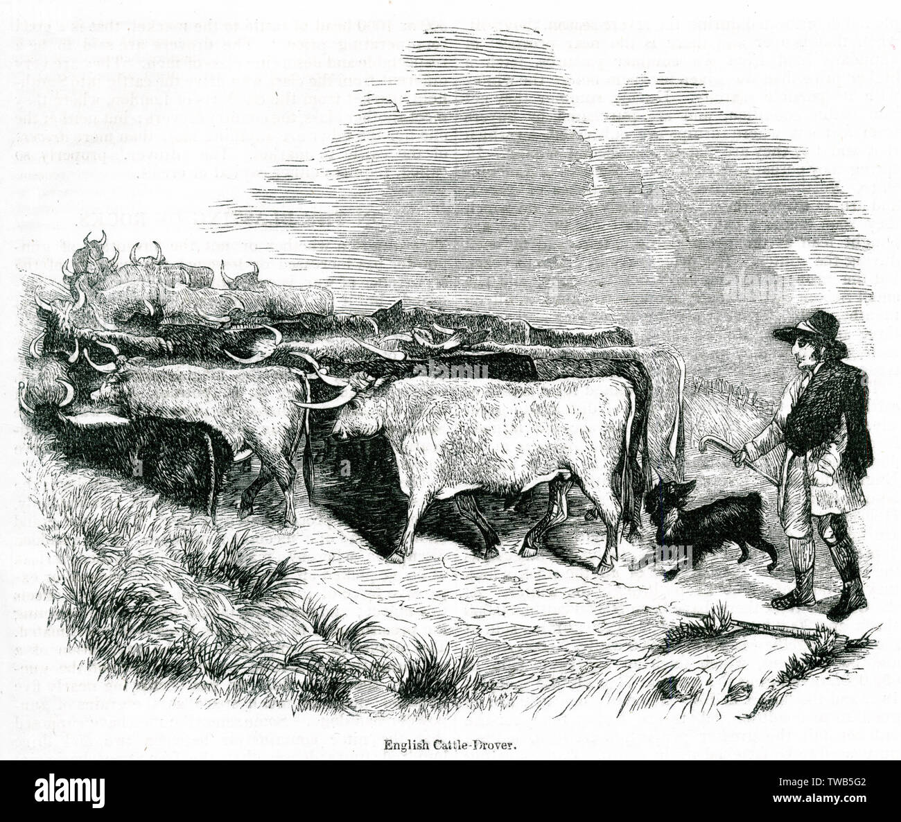 Bestiame inglese affogato al lavoro Foto Stock