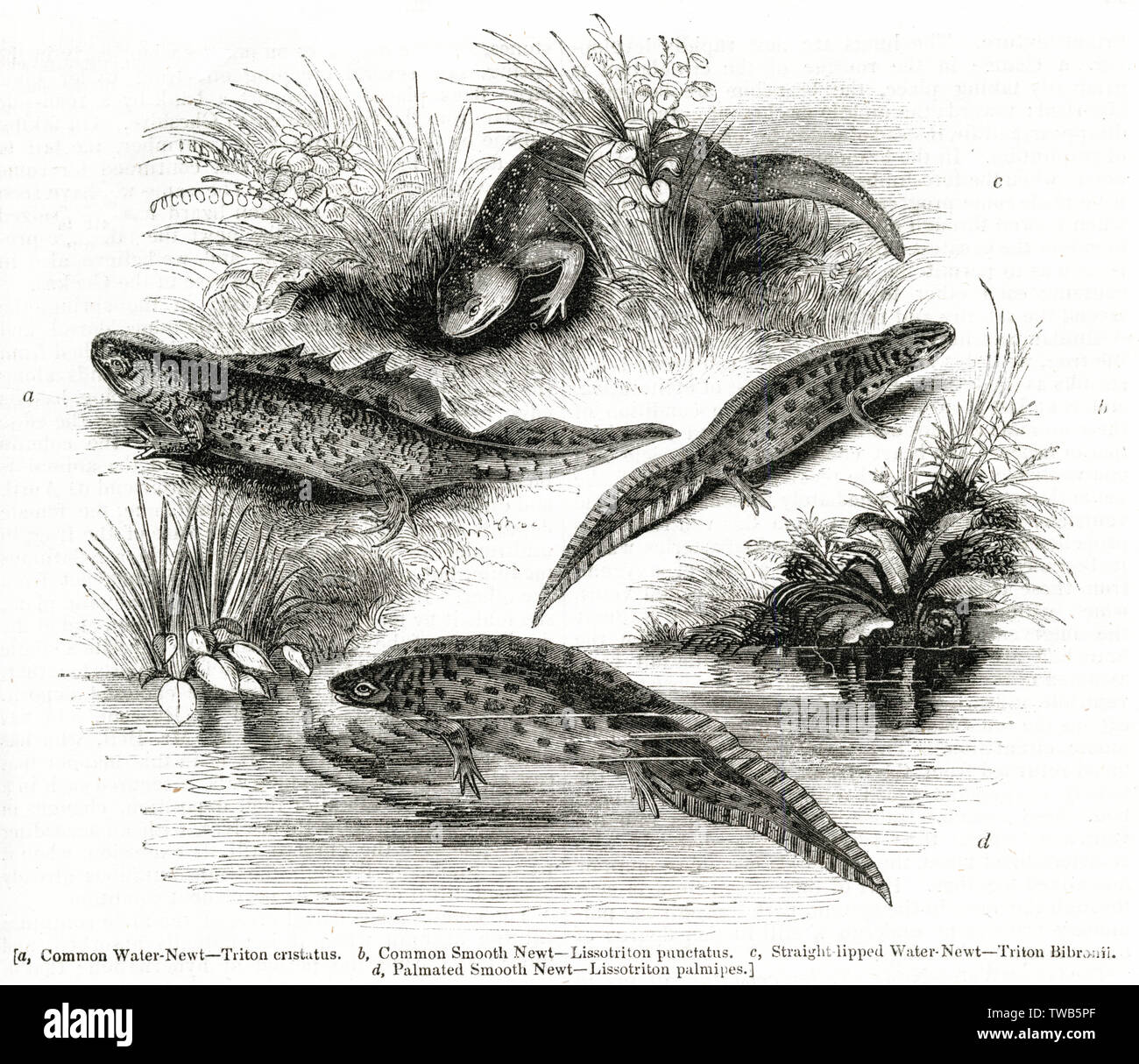 Varietà di acqua Newt o EFT Foto Stock
