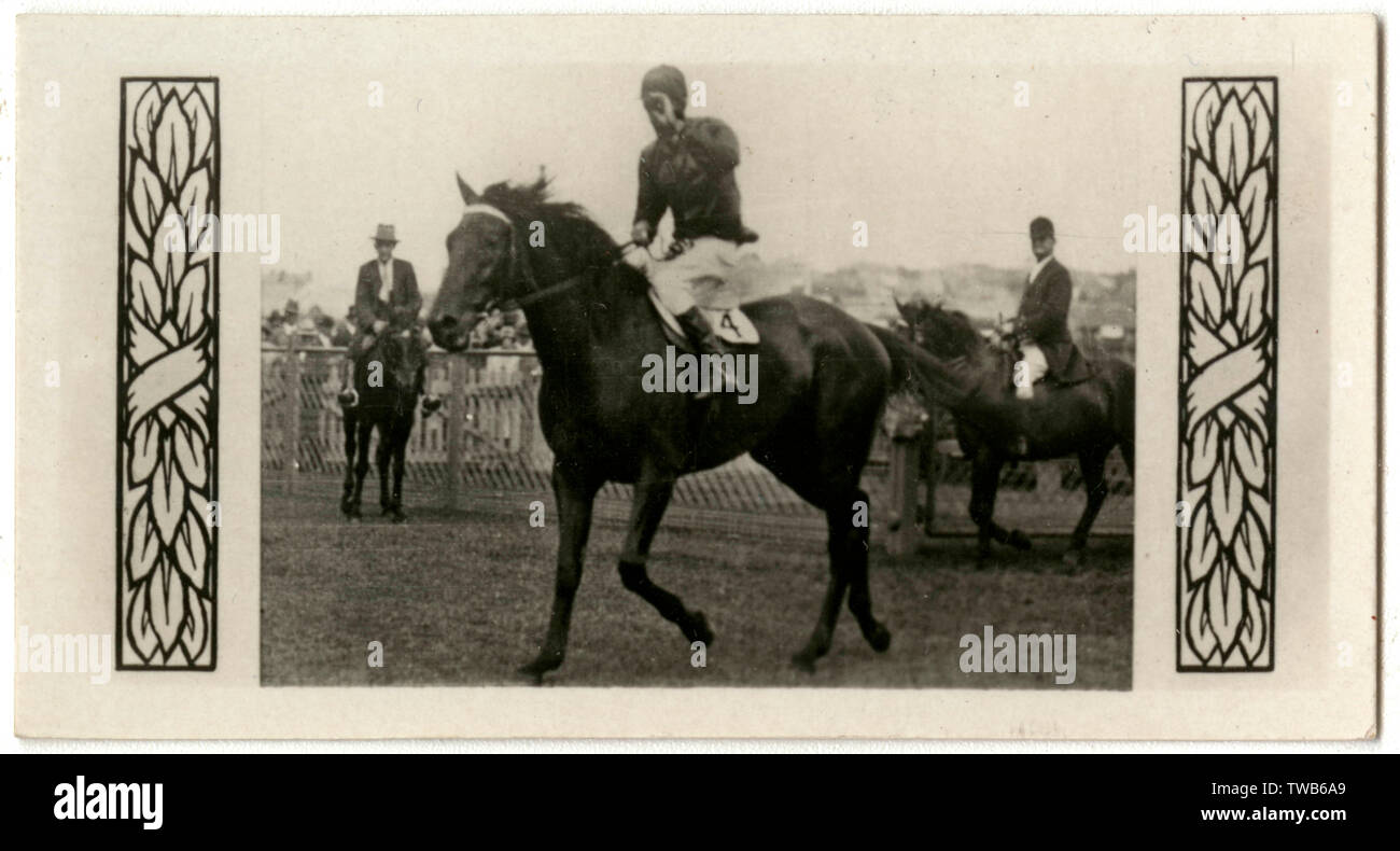 Bacchus, cavallo australiano Foto Stock