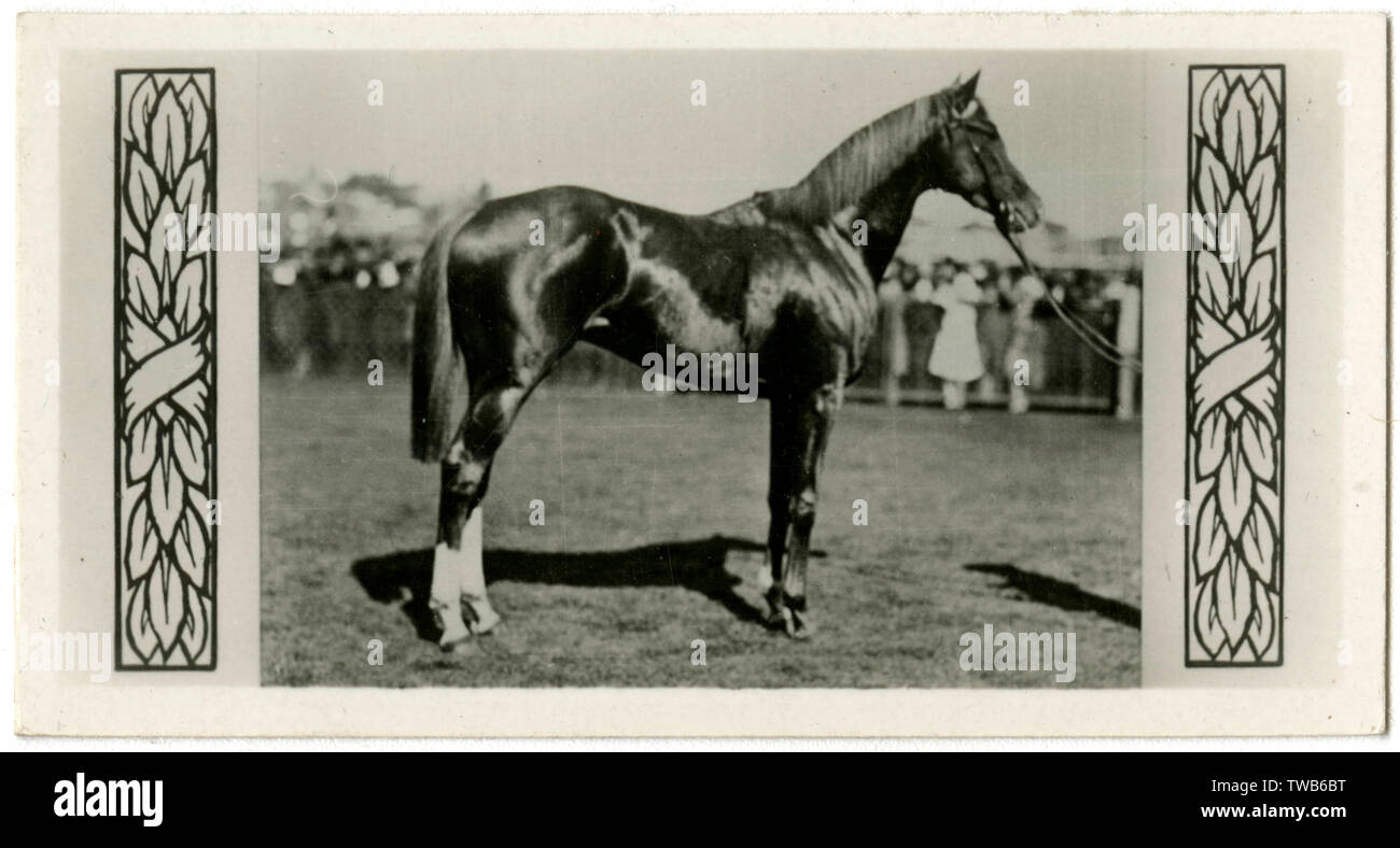Trivalve, cavallo da corsa australiano Foto Stock