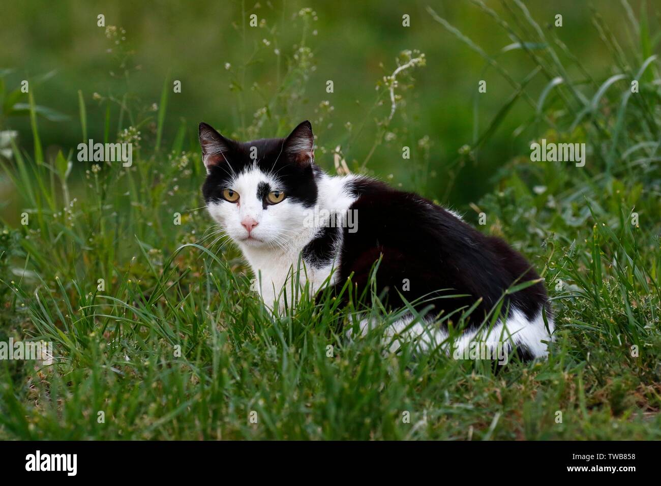 Black & White cat (Felis silvestris catus) si siede nel prato, Meclemburgo-Pomerania Occidentale, Germania Foto Stock