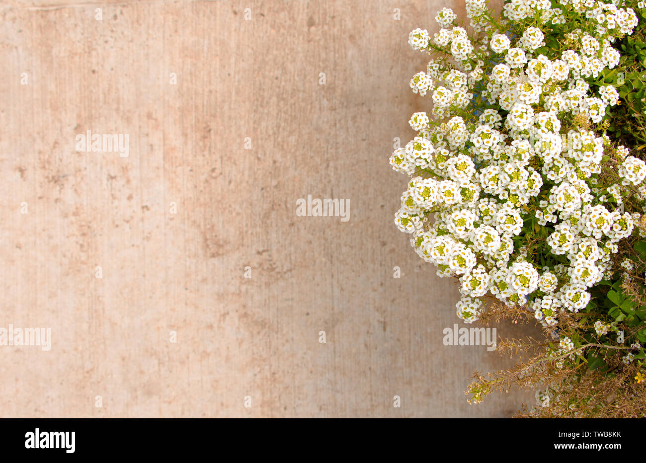 Sfondo sfocato Pavimento della pianta verde accanto a superficie pavimentata con fiori di colore bianco e la passerella di cemento con spazio per il testo. Foto Stock