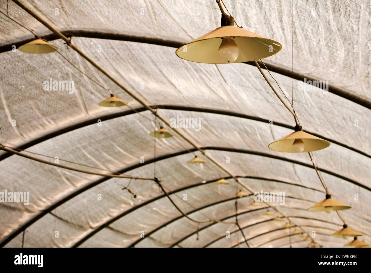 Serra con lampade e lampadine al di sopra della capriata per la crescita industriale di fragola. La lampada è appeso sul soffitto. Foto Stock