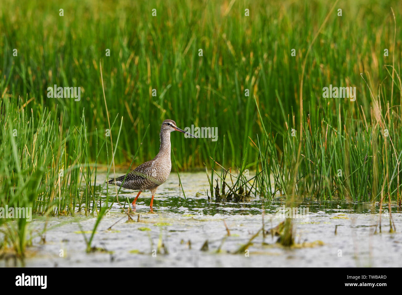 Spotted Redshank - Tringa erythropus, bella wader formare zone umide europee, Hortobagy National Park, Ungheria. Foto Stock