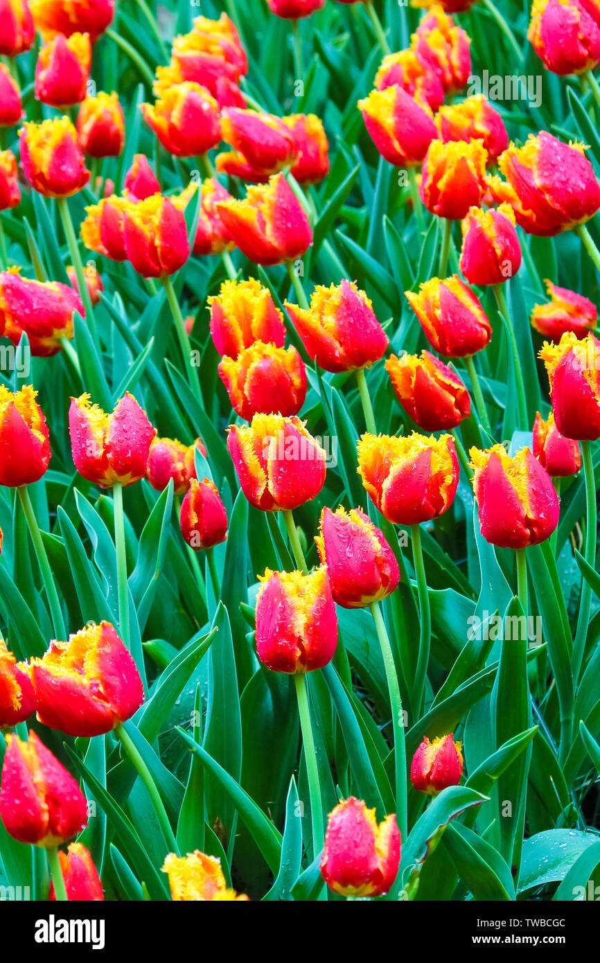 Foto verticale del letto di fiori con bella rossa di tulipani gialli. Gocce  di pioggia sulla naturale petali. Fiori meravigliosi. Holland tulip.  Concetto olandese Foto stock - Alamy