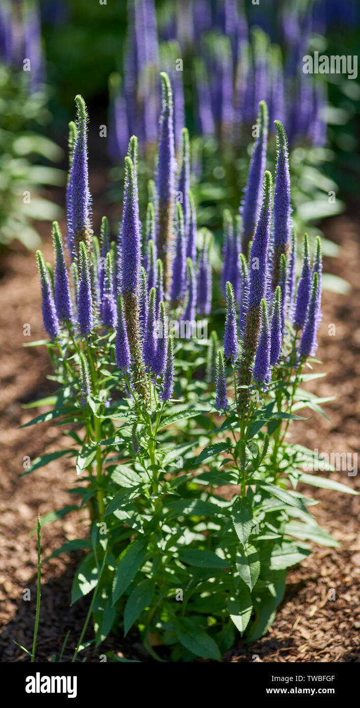 Veronica spicata "Gloria' in piena fioritura spiked speedwell Pseudolysimachion spicatum Foto Stock