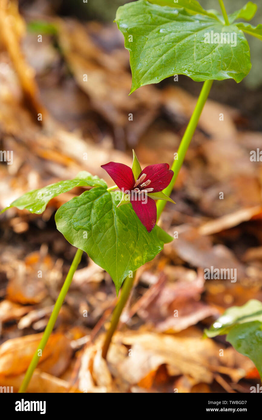 Rosso - Trillium Trillium erectum - nel New Hampshire durante i mesi primaverili. Questo impianto è parte della famiglia Giglio e ha tre marrone rossiccio o rossastra bro Foto Stock