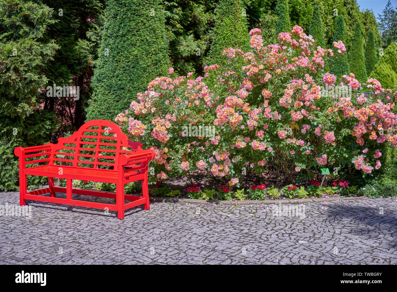 Wroclaw Gradens botanico banco rosso secondo il modello cinese ed enormi e cespugli di rose in fiore Foto Stock