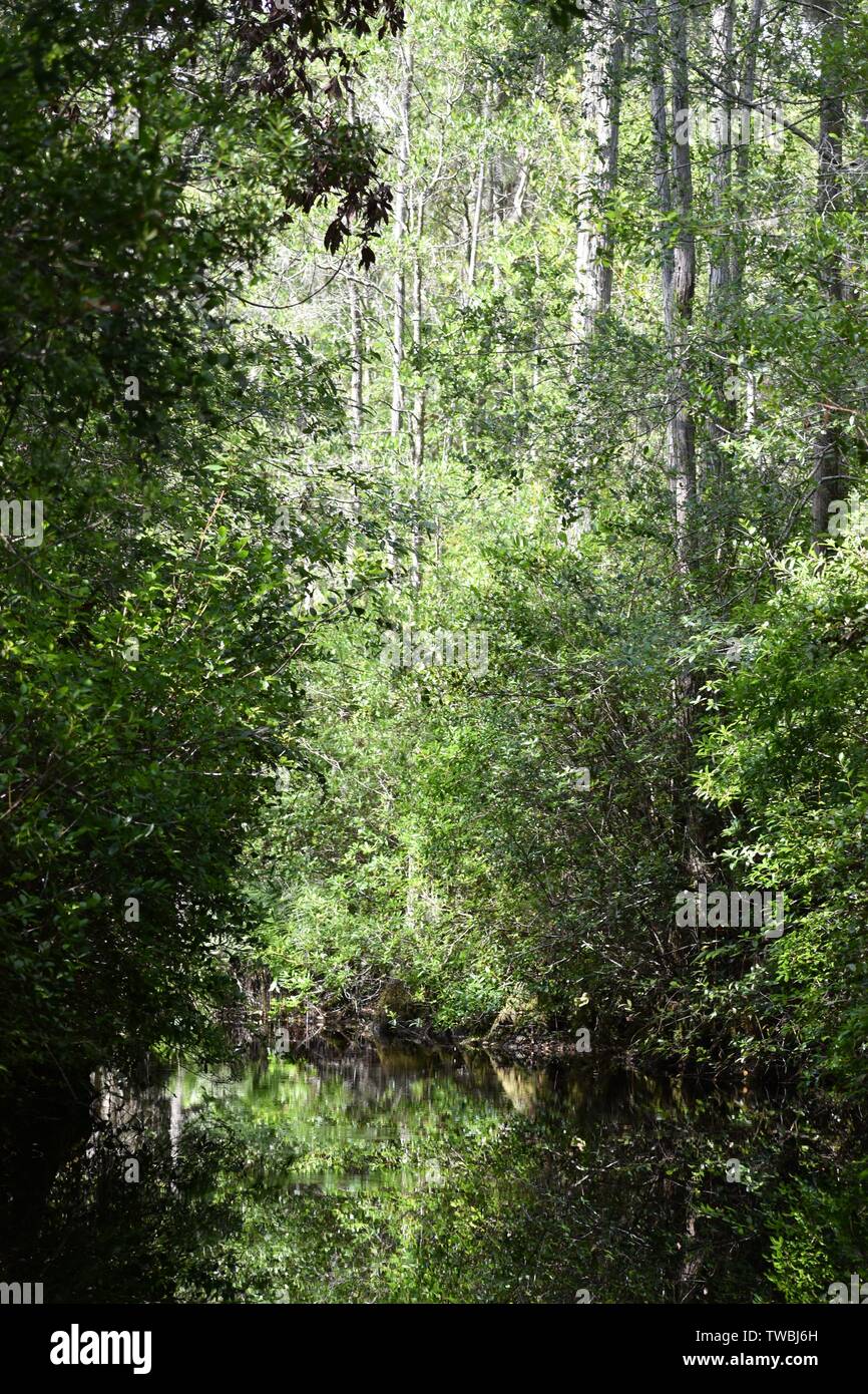 Il fogliame di un acqua nera palude meridionale si riflette nella superficie calma di un lento movimento fiume. Foto Stock