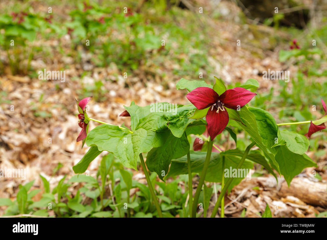 Rosso - Trillium Trillium erectum- a Gualdo Tadino Rocks in Gualdo Tadino, New Hampshire durante i mesi primaverili. Foto Stock