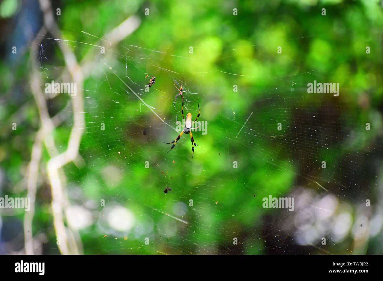 Un gigantesco tessitore di orb dorati in una palude meridionale. Foto Stock