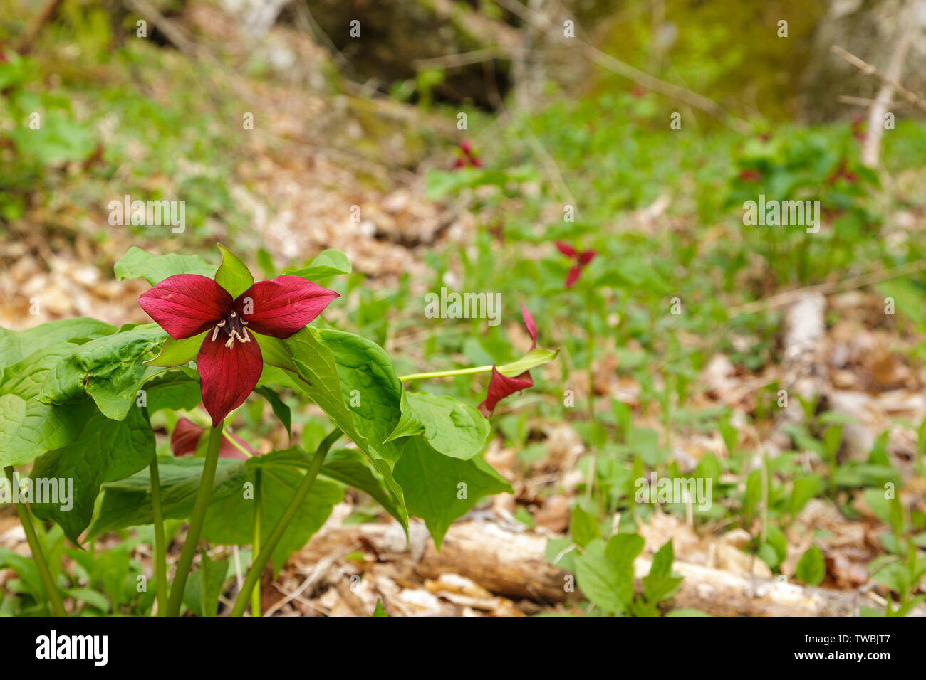 Rosso - Trillium Trillium erectum- a Gualdo Tadino Rocks in Gualdo Tadino, New Hampshire durante i mesi primaverili. Foto Stock