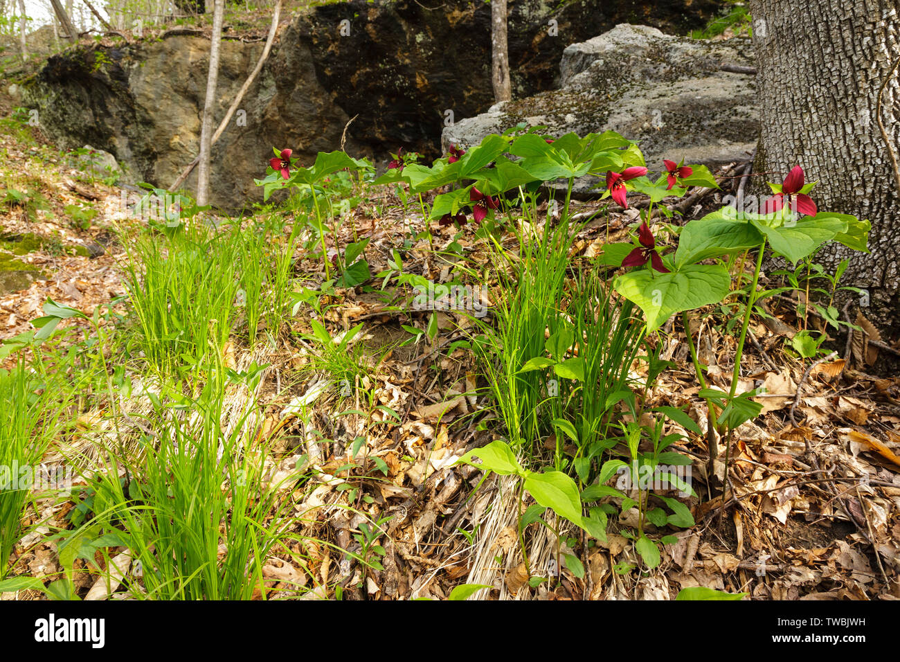 Rosso - Trillium Trillium erectum- a Gualdo Tadino Rocks in Gualdo Tadino, New Hampshire durante i mesi primaverili. Foto Stock