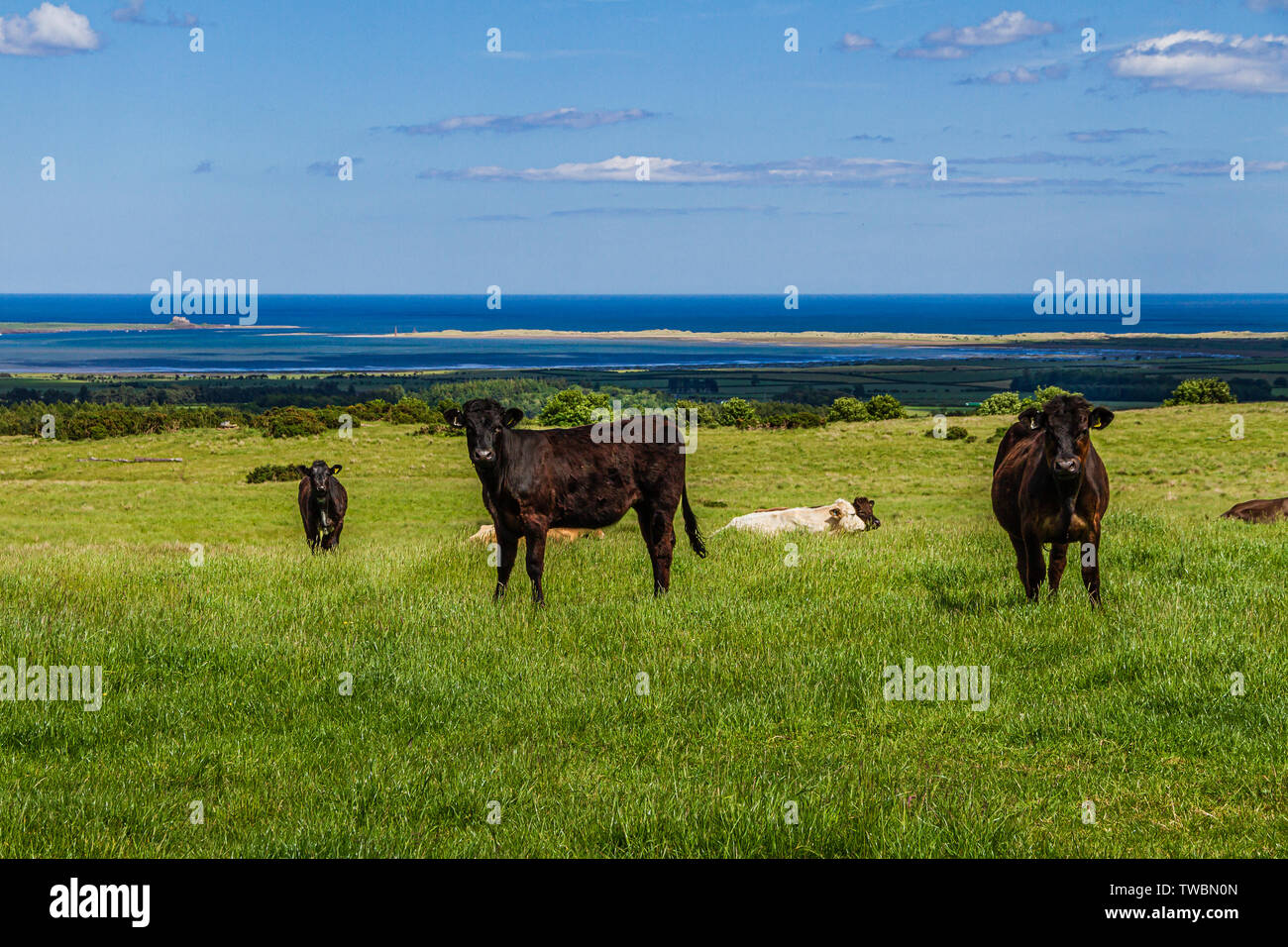 Le mucche in un campo erboso con il litorale Northumbrian compresi Isola Santa al di là. Holburn, Northumberland, Regno Unito. Giugno 2019. Foto Stock