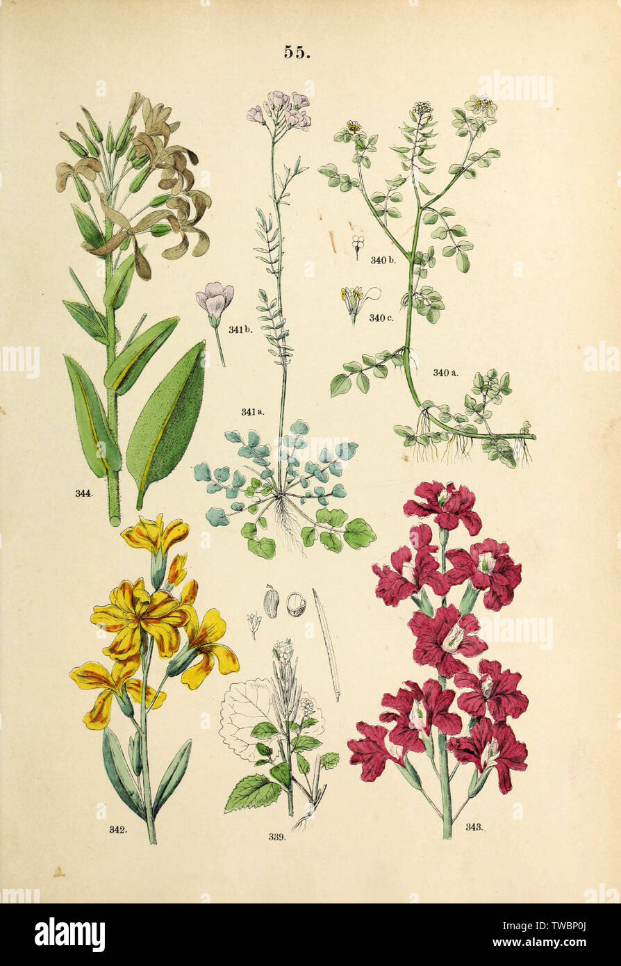 Bella vintage disegnati a mano illustrazioni di piante e fiori dal vecchio libro. Può essere usato come un poster o un elemento decorativo per la progettazione di interni. Foto Stock