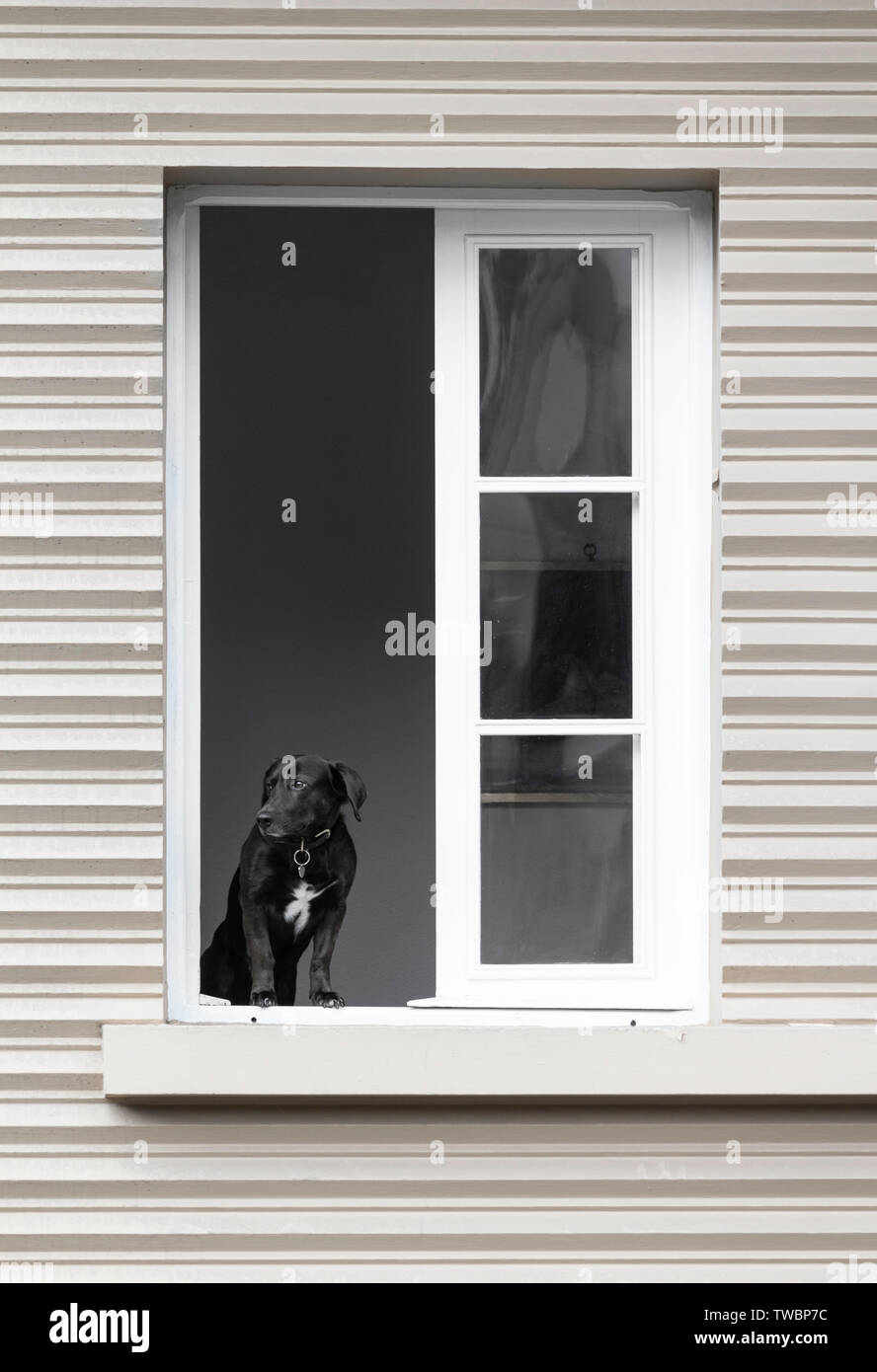 Cane guardando fuori dalla città appartamento finestra. Foto Stock