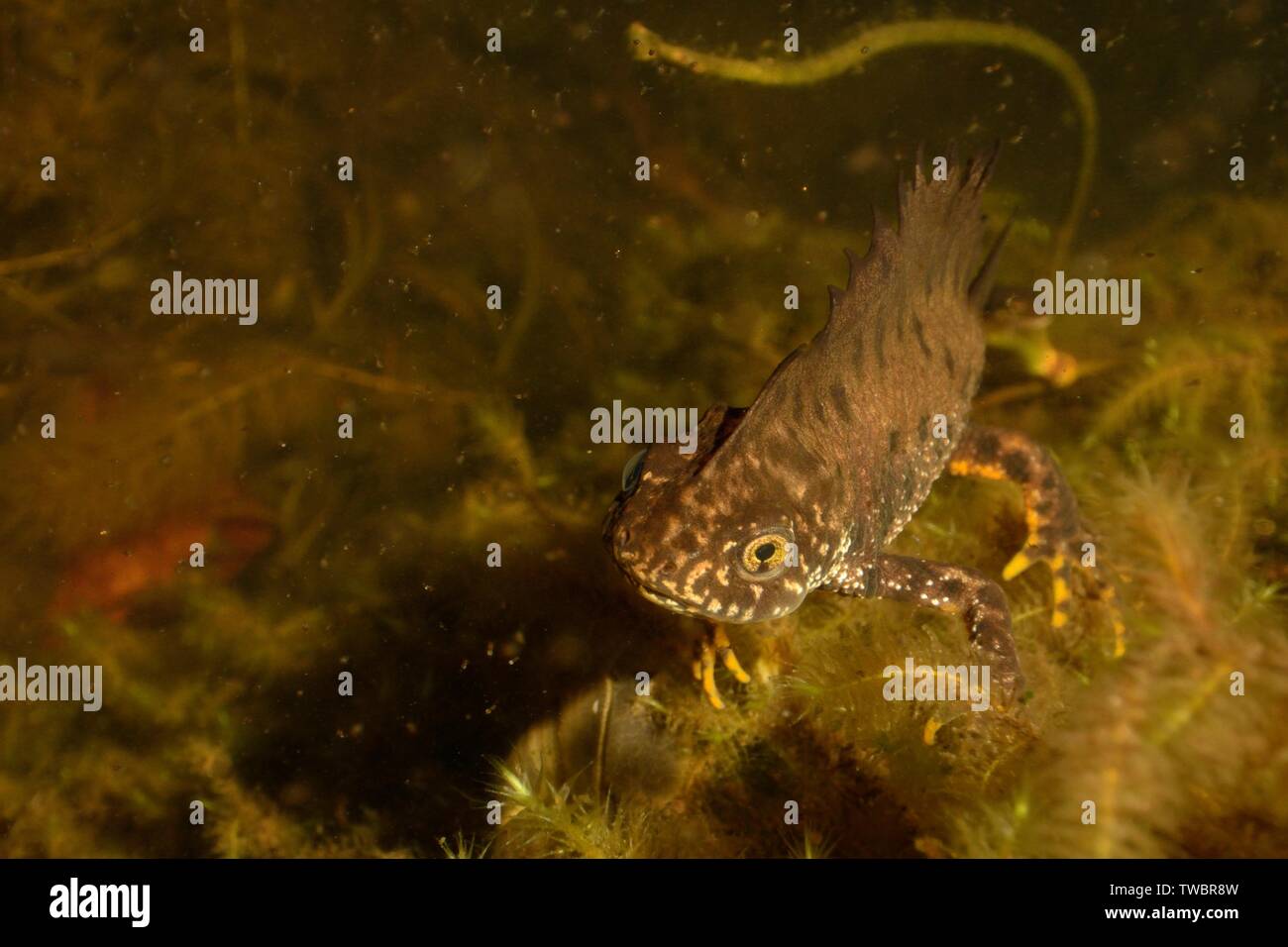 Grande tritone crestato (Triturus cristatus) maschio in un laghetto in giardino circondato da acqua pulci (Daphnia pulex) di notte, vicino a Wells, Somerset, Regno Unito, Marzo. Pho Foto Stock