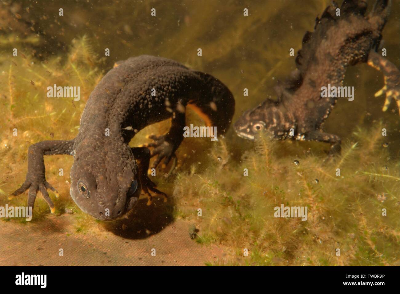 Grande tritone crestato (Triturus cristatus) femmina essendo corteggiata da un maschio inarcando la schiena e agitando la sua coda in un laghetto in giardino di notte, vicino a Wells, Som Foto Stock