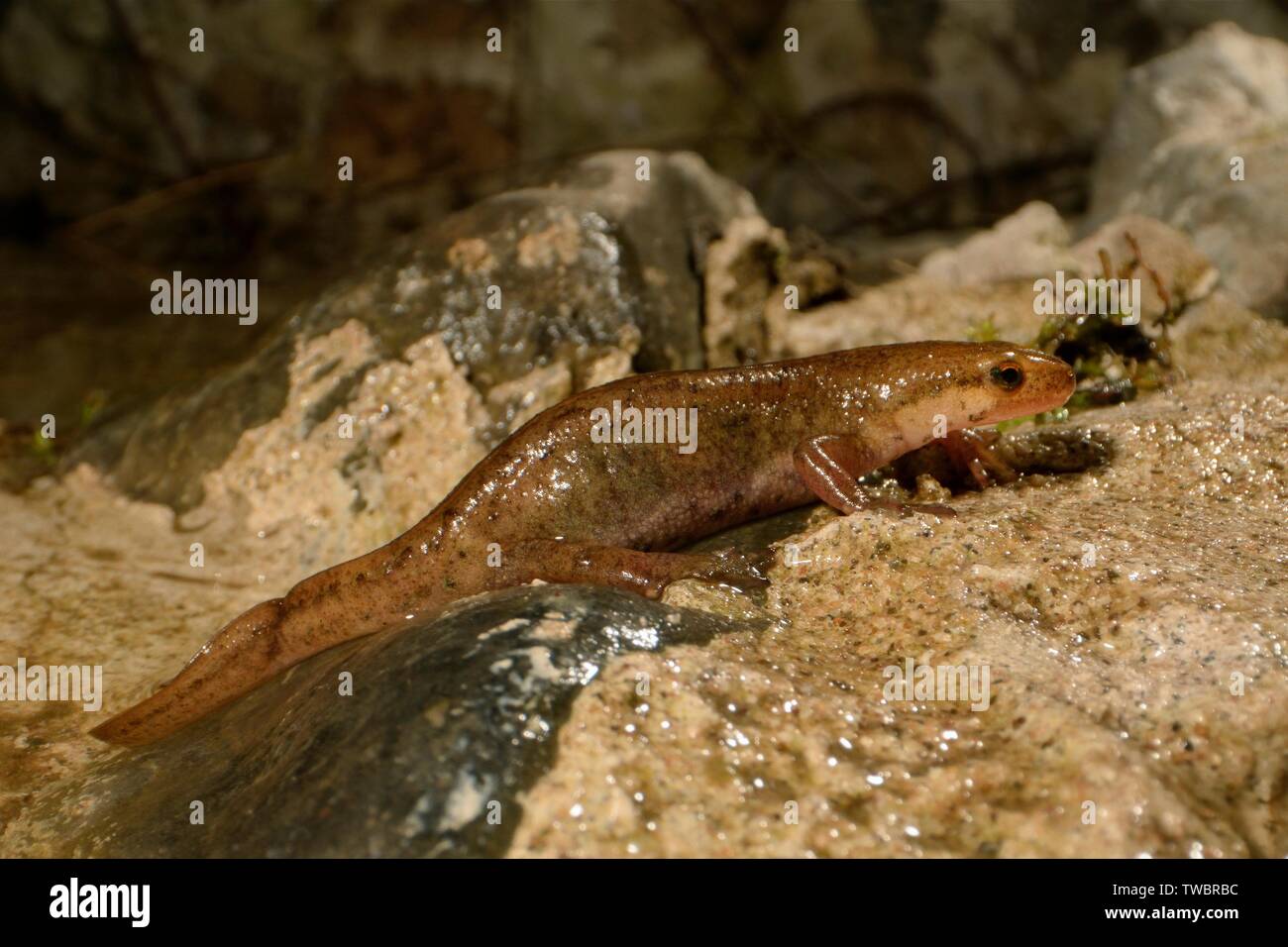 Palmate femmina newt (Lissotriton helveticus) emergente da un laghetto di rugiada rinnovato da Mendip stagni Progetto per foraggio su terra dopo il buio, Somerset, Regno Unito Foto Stock