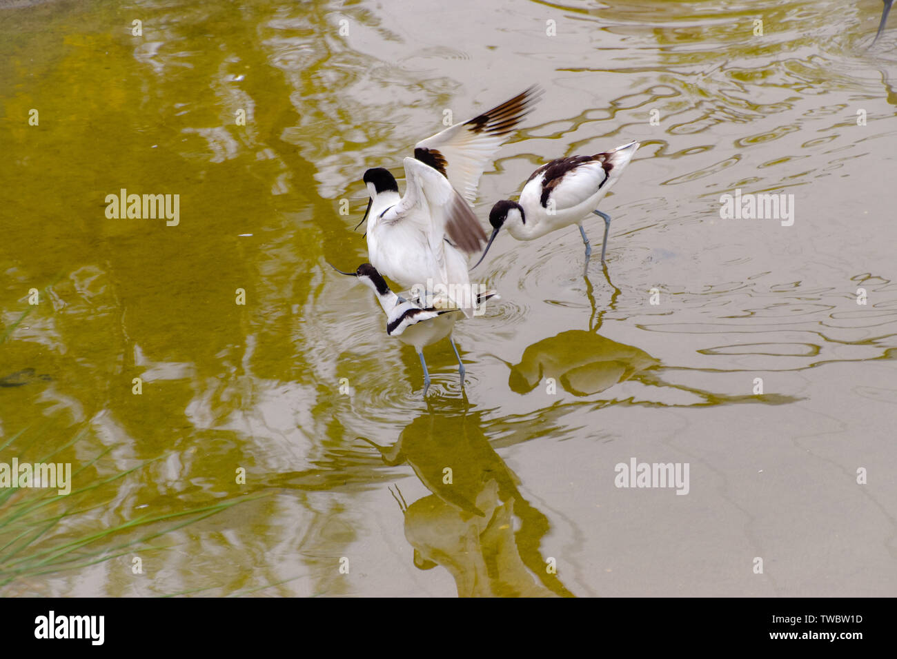 Wasservogel Säbelschnäbler mit dünnem Schnabel Wasser im Foto Stock