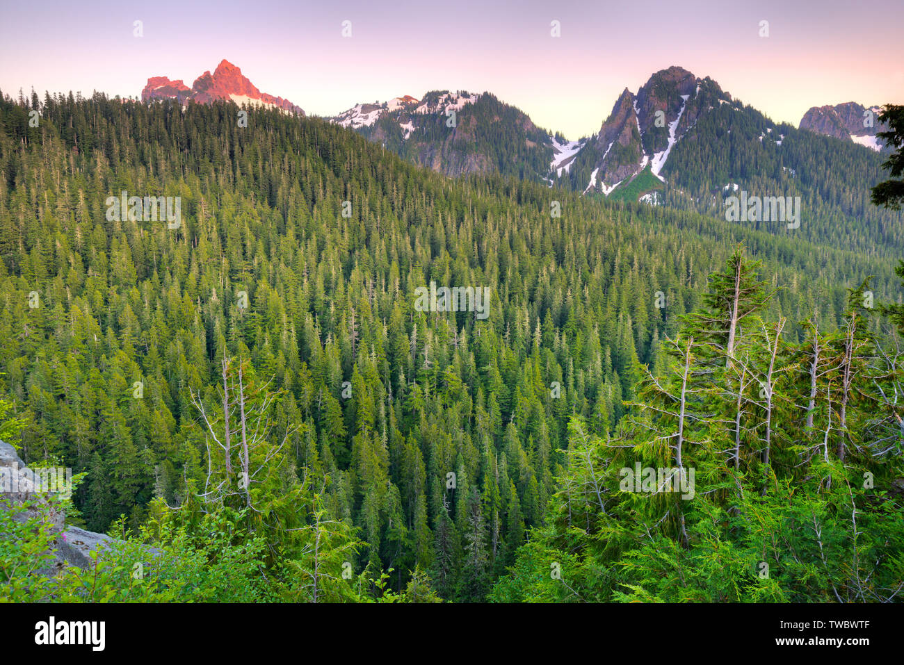 Forest presso il Parco Nazionale del Monte Rainier, nello Stato di Washington, USA Foto Stock