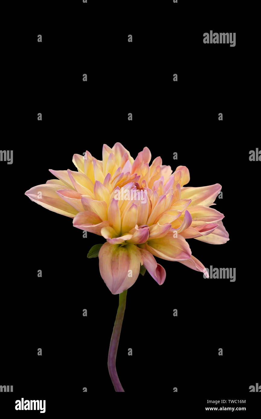 Vista del solo fiore di Dalia su sfondo nero Foto Stock
