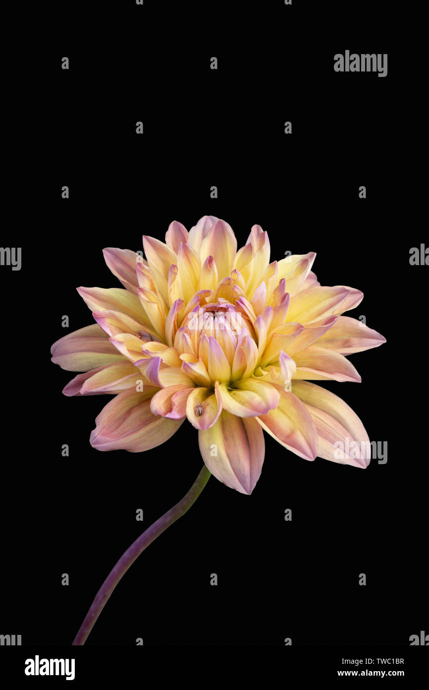 Vista del solo fiore di Dalia su sfondo nero Foto Stock