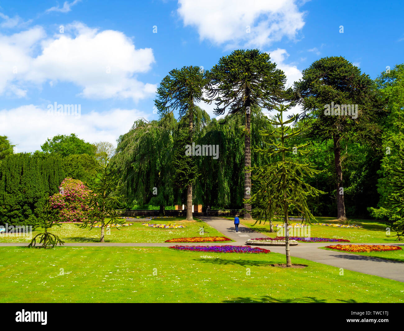 Una donna a piedi nei giardini ornamentali ammirando il gigante Araucaria o Monkey Puzzle alberi a Sewerby Hall Bridlington East Yorkshire Foto Stock